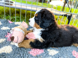 Bernese mountain dog - puppy with the toy in the garden
