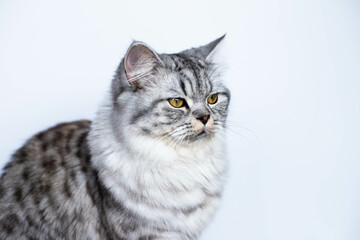  Cute Persian cat sitting black and white portrait