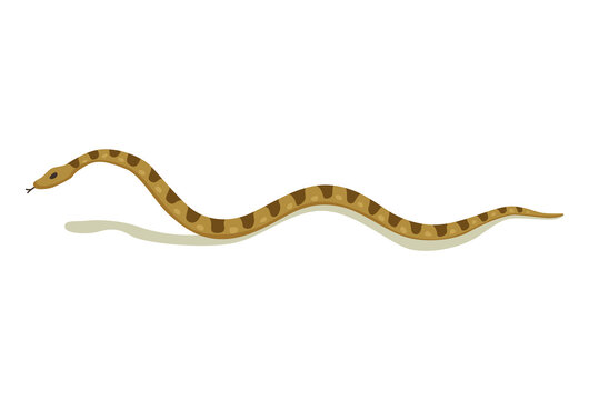 Venomous snake. Danger color animal. Poisonous reptile crawl. Decorative character, wildlife nature animal