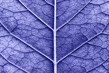 macro texture leaf close up very peri color of the year 2022