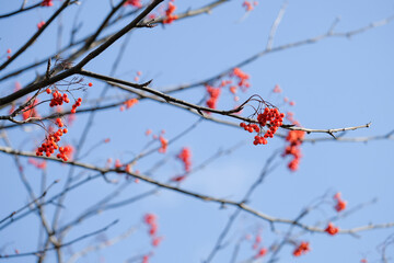 red berries on a branch