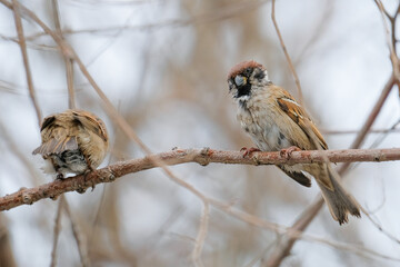 sparrow on a branch