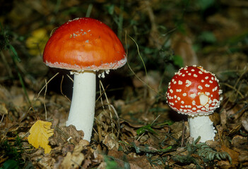 Amanite tue mouches, Amanita muscaria