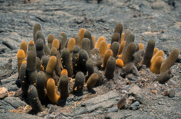 Cactus des laves, Brachcereus , Archipel des Galapagos, Equateur