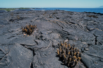 Cactus des laves, Brachcereus , Archipel des Galapagos, Equateur