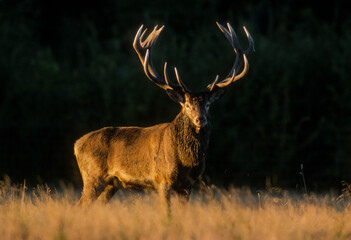 Cerf élaphe, cervus elaphus