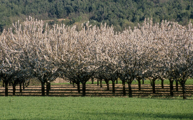 Cerisier, Prunus cerasus, fleurs, printemps, Verger, Luberon, Vaucluse, 84