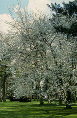 Cerisier, Prunus cerasus, fleurs, printemps, Verger, Luberon, Vaucluse, 84