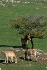 Fototapeta premium Cheval de Przewalski, Equus przewalski, Causse Méjean , Parc naturel régional des grands causses , 48