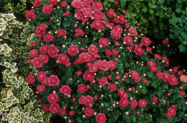 chrysanthème , Chrysanthemum