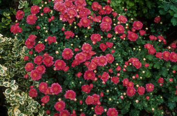 Obraz premium chrysanthème , Chrysanthemum