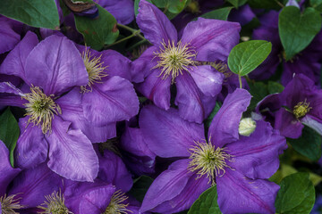 Cl&eacute;matite, clematis 'G&eacute;n&eacute;ral Sikorski'