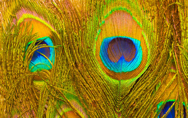 Fototapeta premium Peacock feathers texture. Plumage of tropical unusual fairy birds of multi-colored blue yellow green feathers as a background. Peacock tail.