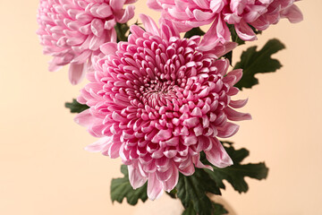 Pink chrysanthemum flowers on color background, closeup
