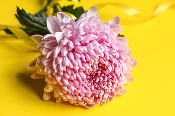 Pink chrysanthemum flower on yellow background, closeup