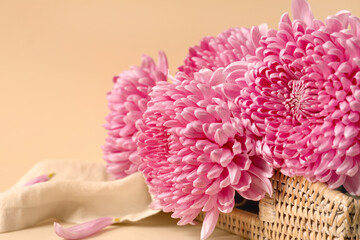 Bouquet of pink chrysanthemum flowers on color background, closeup