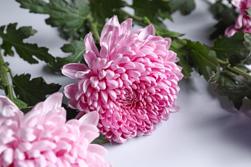 Beautiful pink chrysanthemums on white background, closeup