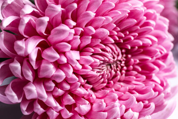 Pink chrysanthemum flowers as background, closeup