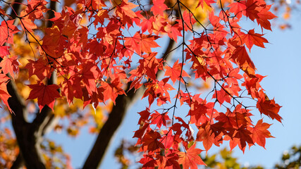 Maple Tree in Autumn with vivid colours