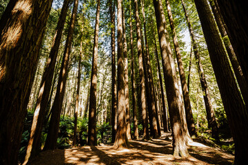 The Californian Redwood Forest in the Otways National Park, Victoria.