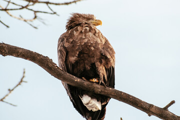 eagle