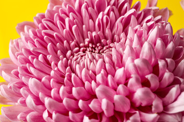 Beautiful pink chrysanthemum as background, closeup