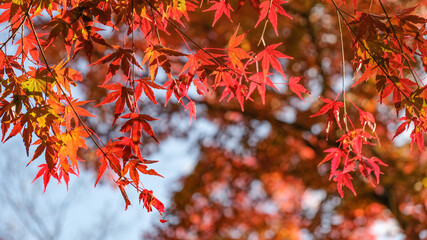 Maple Tree in Autumn with vivid colours