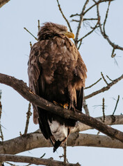 eagle
