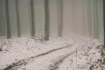 A mysterious  road in a forest covered with winter fog.