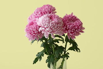 Bouquet of pink chrysanthemum flowers on color background, closeup