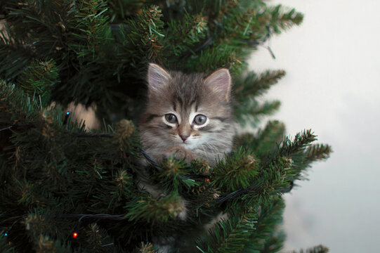 The gray kitten is sitting on the Christmas tree. The cat looks into the camera. New Year. Cute tabby kitten at the Christmas tree, playing with toys. Christmas cat.