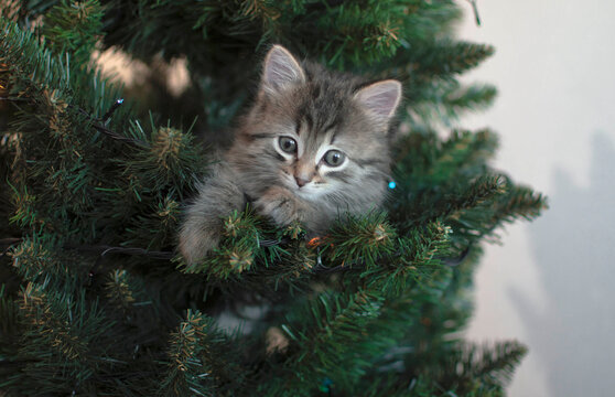 The gray kitten is sitting on the Christmas tree. The cat looks into the camera. New Year. Cute tabby kitten at the Christmas tree, playing with toys. Christmas cat.
