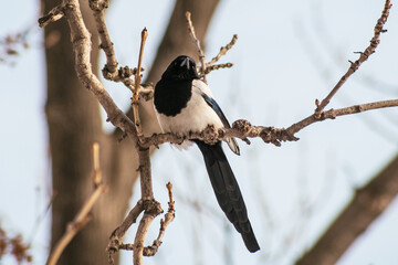 Fototapeta premium bird on branch