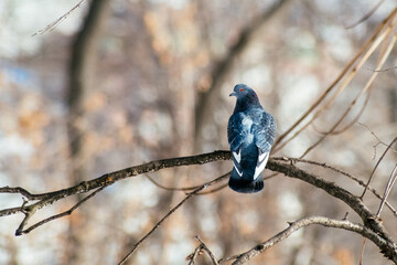 bird on branch