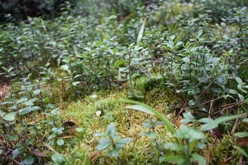 spring in the garden