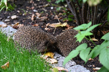 Igel im Garten, hedgehogs, garden