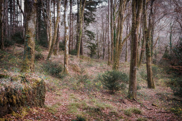 idless woods near truro Cornwall England uk 