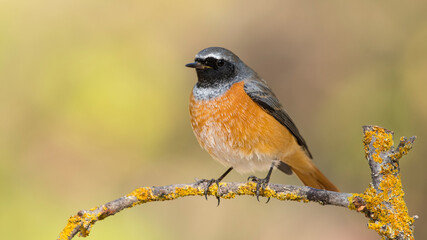 Common Redstart