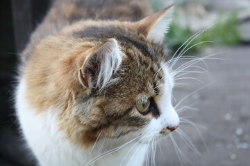 close up of a cat