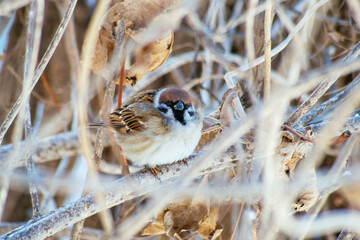 bird