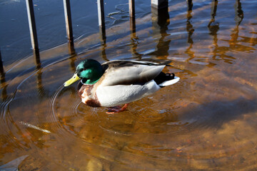 Birds on a frozen pond in the park. Mallard. Wild duck.