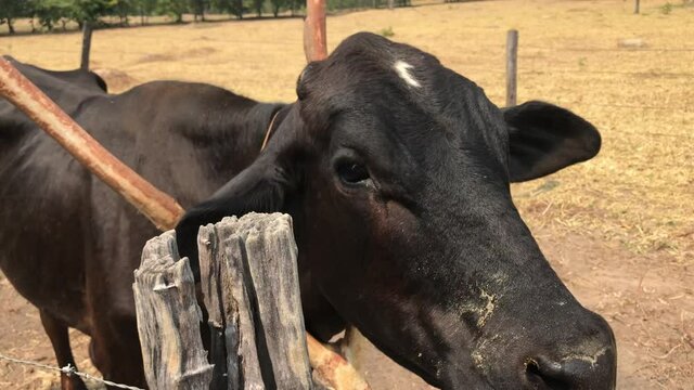 vaca, animal, leite, vida, mimosa, cow, cabe&ccedil;a, pr&oacute;ximo, bezerro, manso, curiosa, fazenda, s&iacute;tio, rural