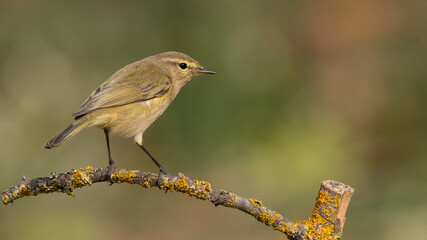 Always Free
Common Chiffchaff