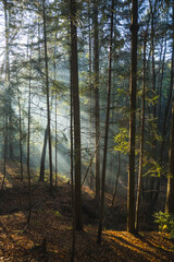 fog in the forest, rays of the sun breaking through the fog in the forest, sunrise, sunset, Polish mountains, Polish forest, low beskid, devil's rock