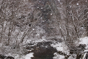 snow covered trees in winter