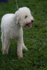 Lagotto Romagnolo looking to the side