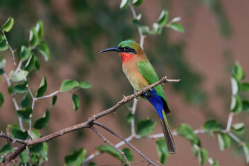 Red-throated bee-eater (Merops bulocki)