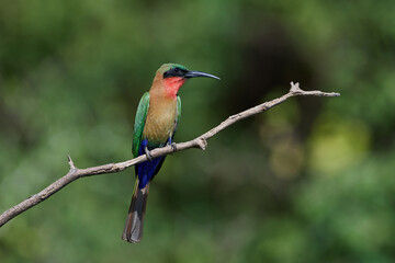Red-throated bee-eater (Merops bulocki)