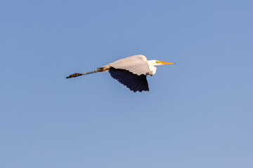 Obraz premium White heron in flight against a blue sky