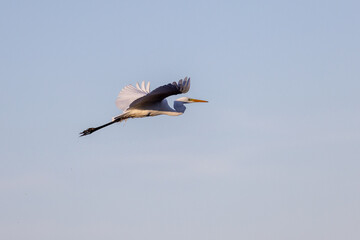 White heron in flight against a blue sky